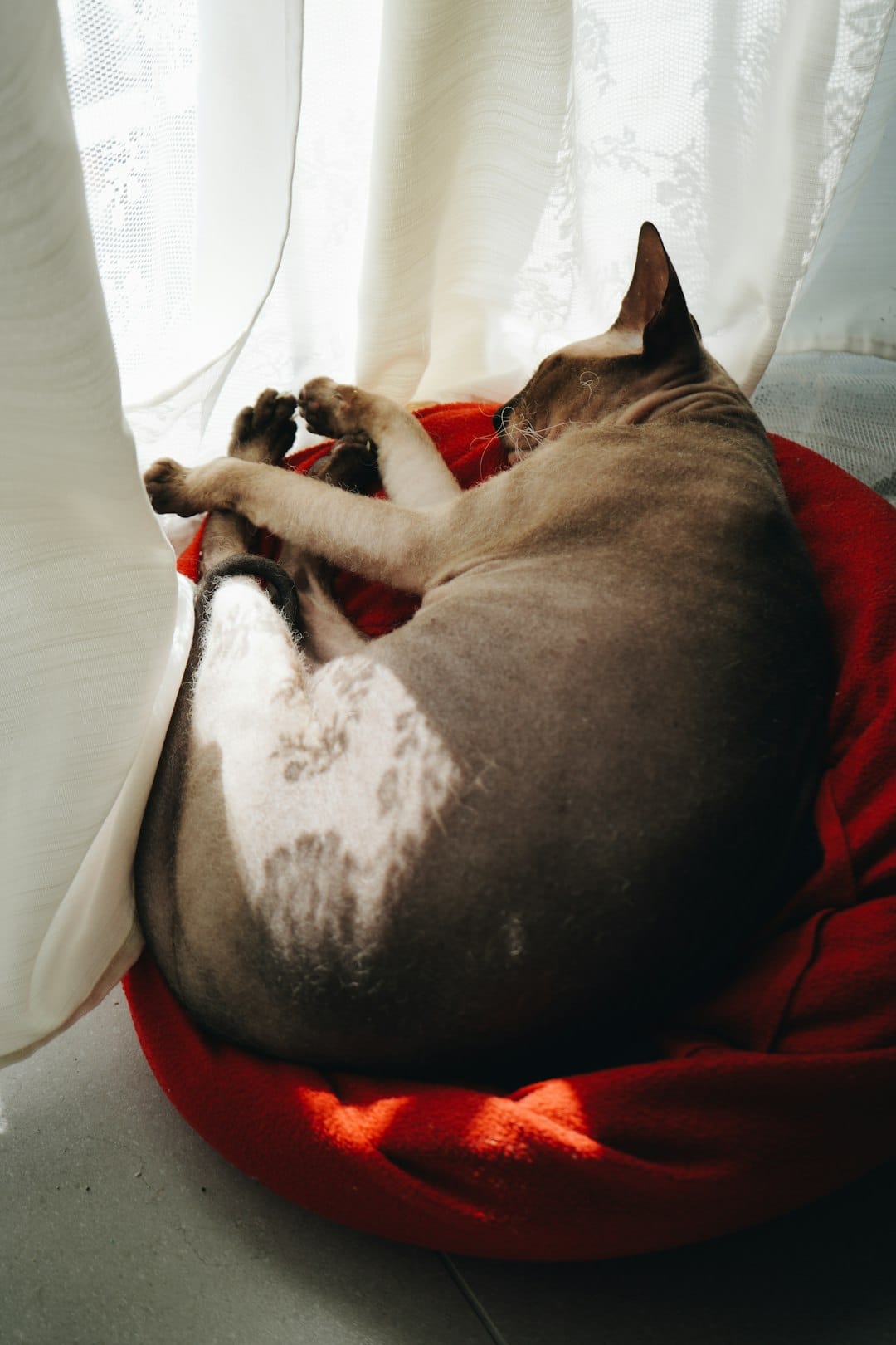 köpeğimi kısırlaştırmak istiyorum