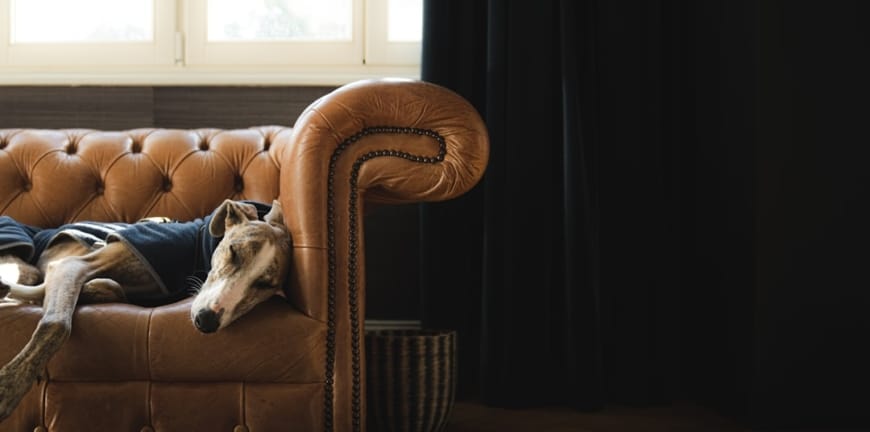 Veterinerlik Kariyeri: Başlamak için Bilmeniz Gerekenler