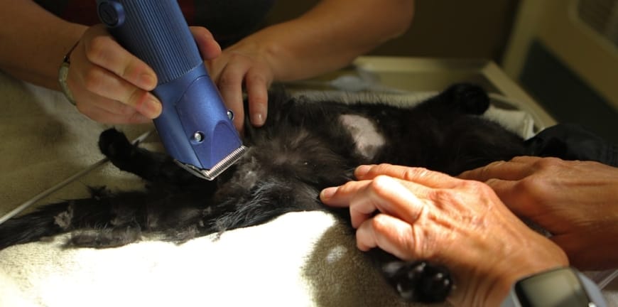 Veterinerlik ve Hayvan Hakları: Yerel Etkiler ve Etik Yaklaşımlar