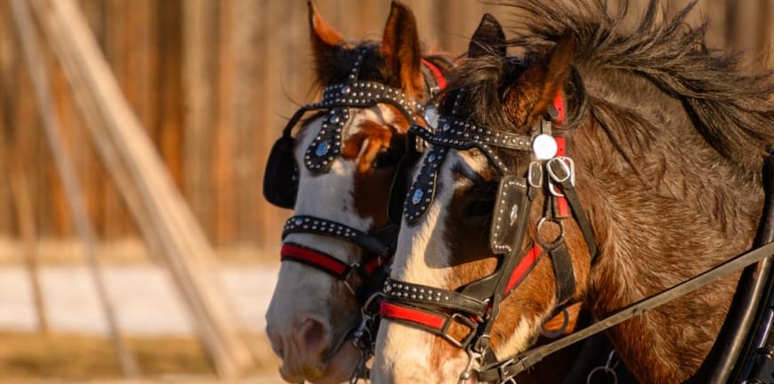 Veterinerlikte İleri Teknolojilerin Rolü