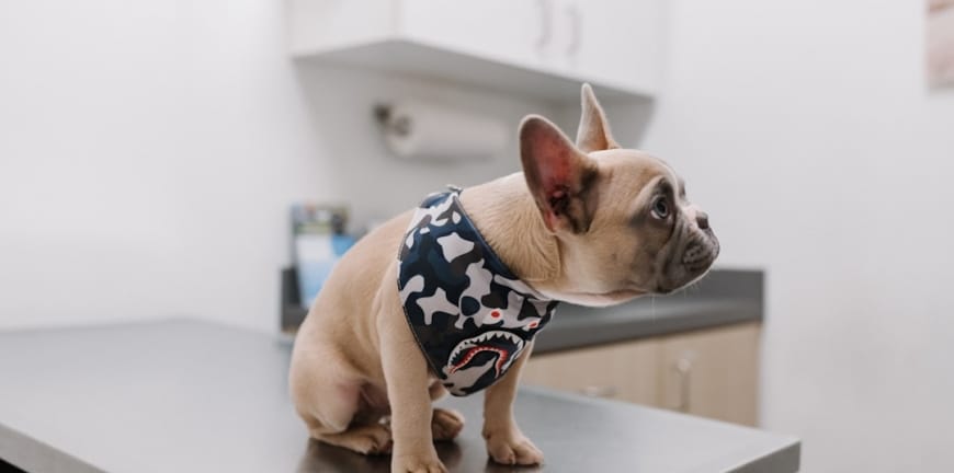 Veterinerlikte Takım Çalışmasının Önemi