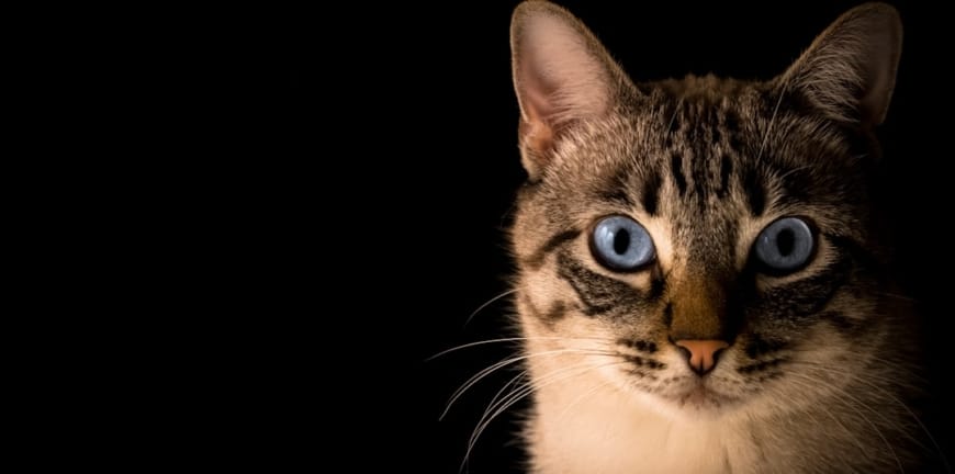 İzmir En İyi Veterinerler: Sıkça Sorulan Sorular