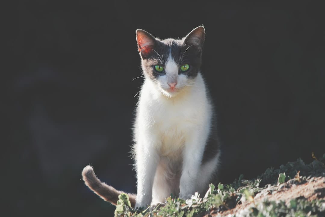 izmir en iyi veteriner