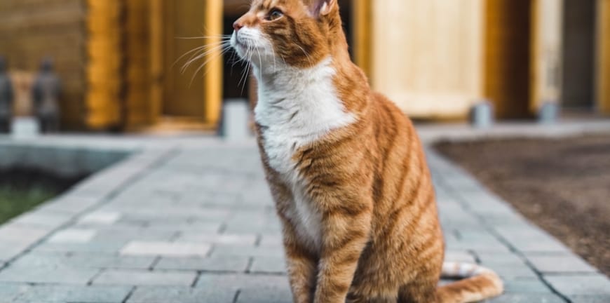 İzmir'deki En İyi Veterinerlerin Farkını Görün