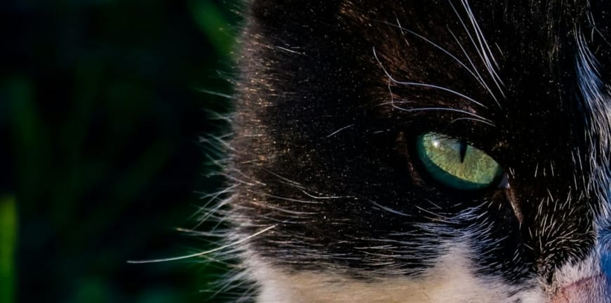 Veteriner Kliniğinizin İzmir'de Neden Özel Olması Gerekir?