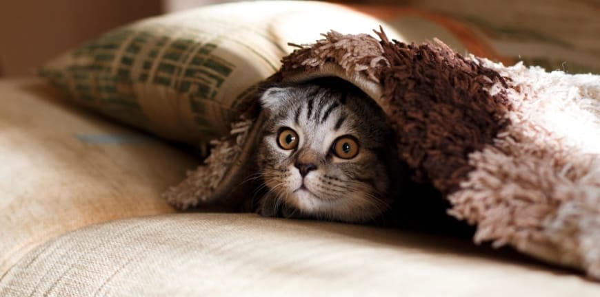 Hayvan Sağlığında İzmir Cerrahi Merkezi’nin Uzmanlık Alanları