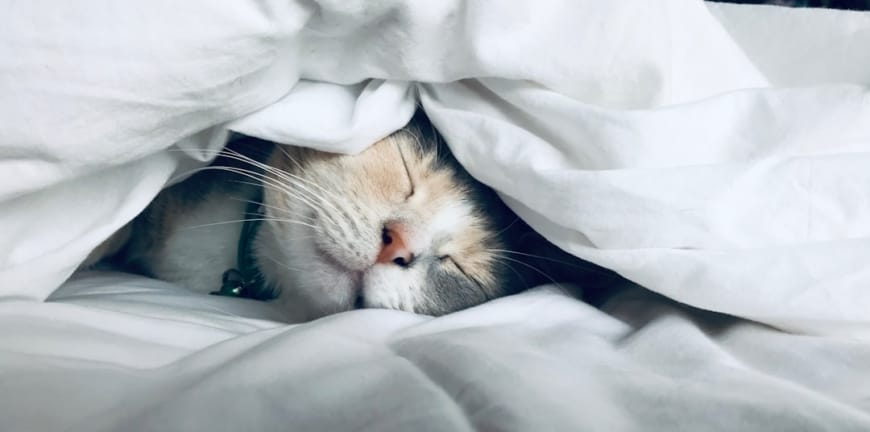 İzmir Acil Veterinerlerde Uygulanan Hızlı Müdahale Yöntemleri