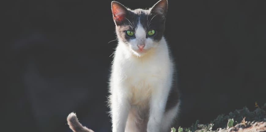 İzmir'de Acil Veteriner Bulmanın Yolları