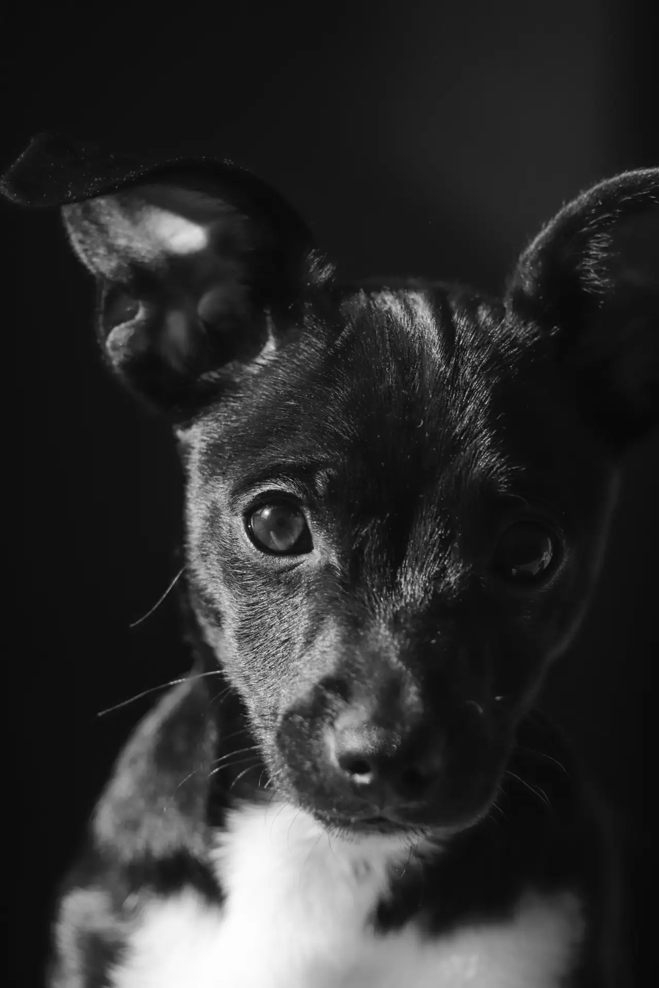 Evcil Hayvan Sigortası Evcil Hayvan Sigortası