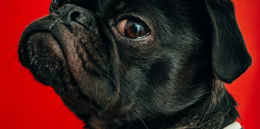 İzmir'de Hayvan Acil Durum Servisi Nerelerde Var?