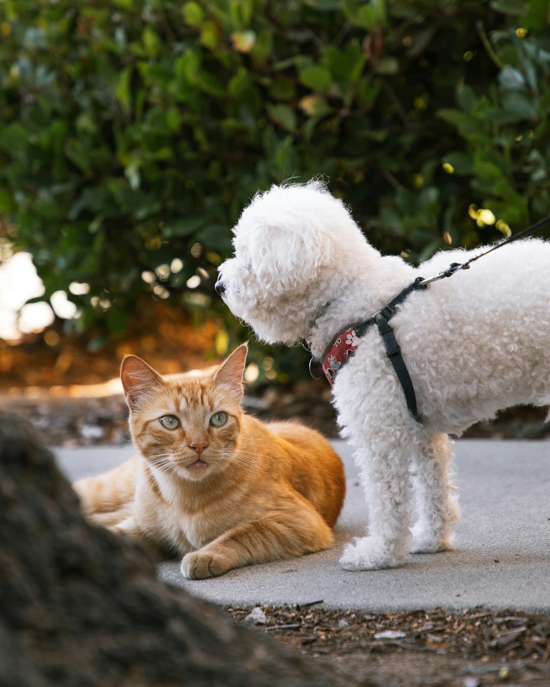 izmir köpek kısırlaştırma izmir köpek kısırlaştırma