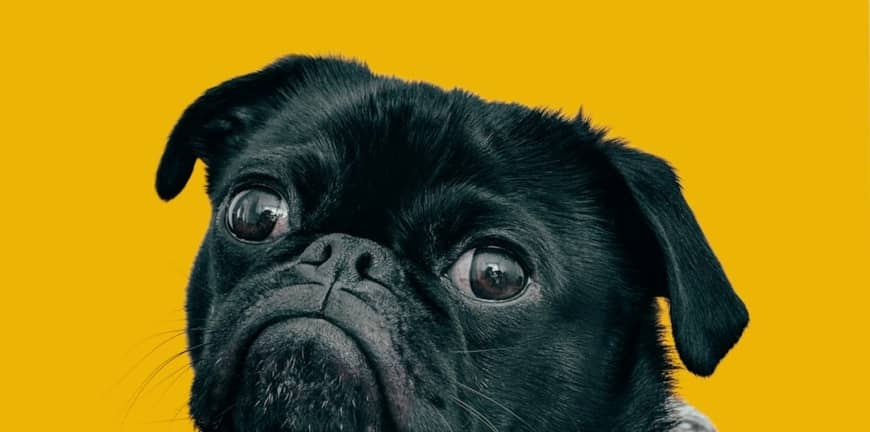 İzmir'de Veteriner Hizmetlerine Erişim: Yol Haritası