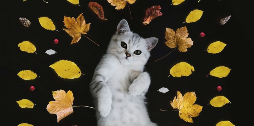 İzmir'deki Acil Veteriner Klinikleri ile İletişim Kurma Yöntemleri