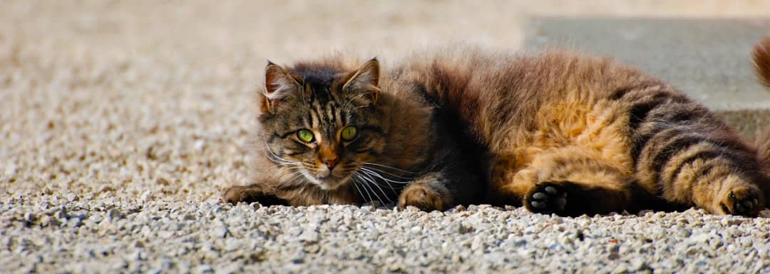 Kedi kısırlaştırma izmir Kedi kısırlaştırma izmir