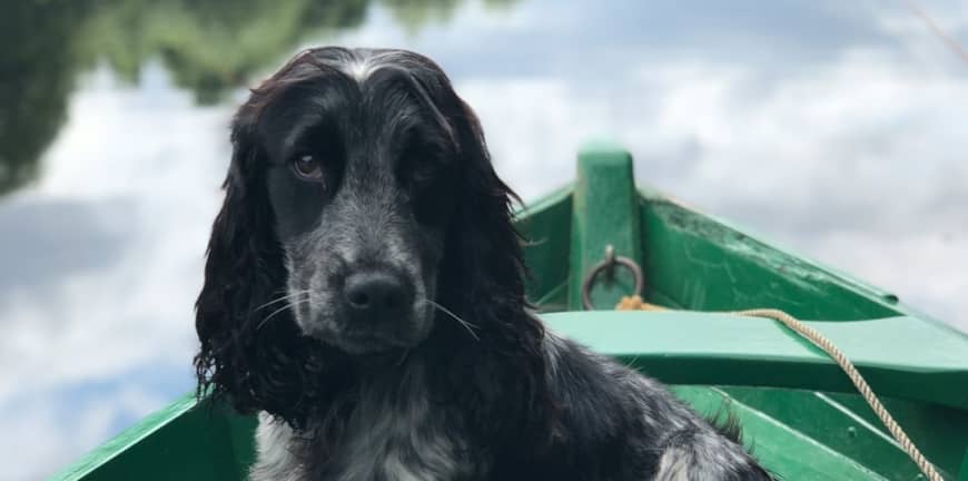 Kedi ve Köpeklerde Yaygın Hastalıklar ve İzmir Veteriner Hizmetleri