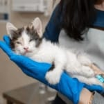 Kedinin Hasta Olduğu Nasıl Anlaşılır?