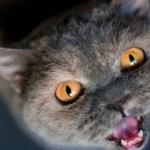 Kedim Neden Sürekli Miyavlıyor?