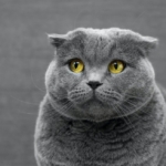 Kediler Renkleri Görebilir mi?