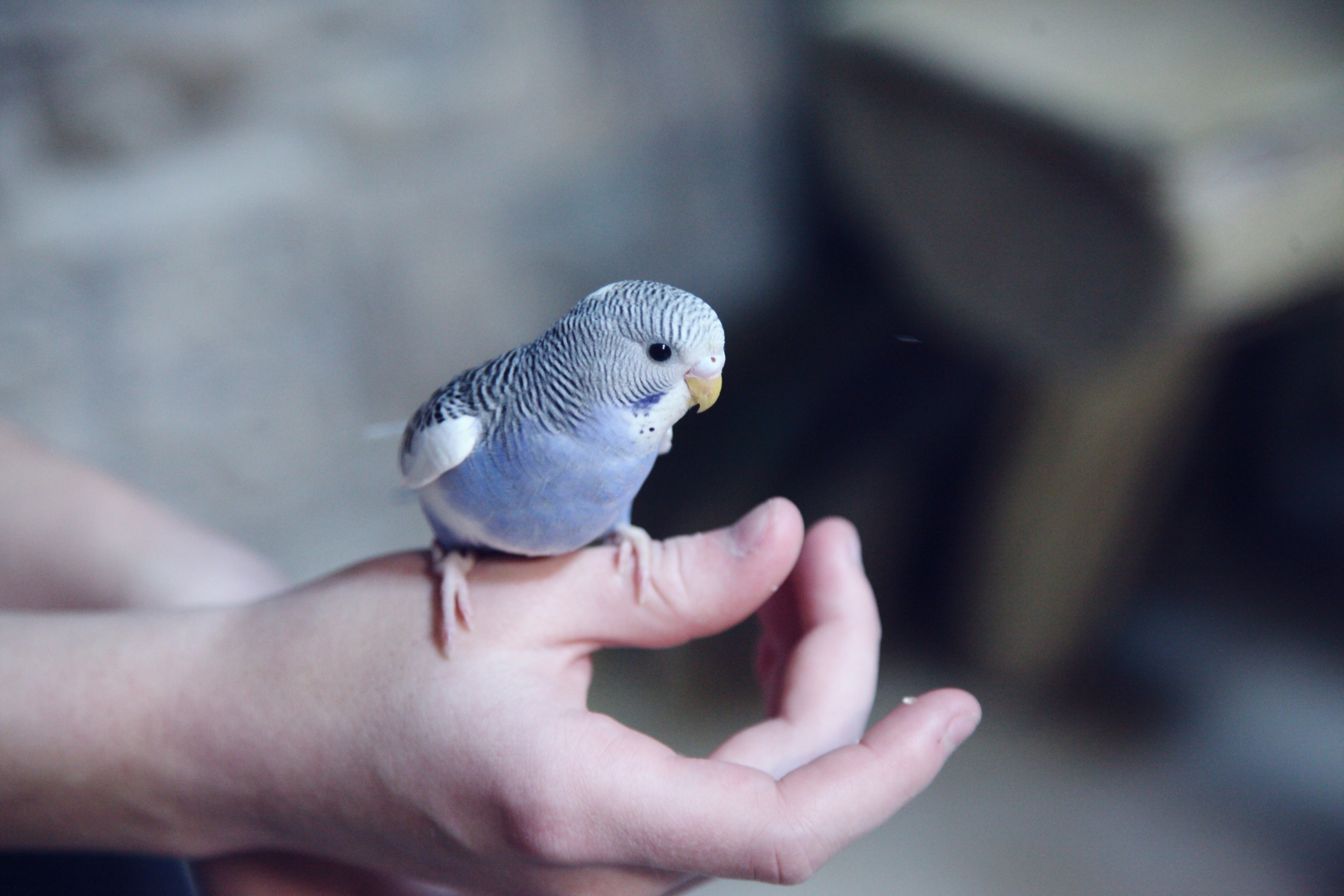 Kuş Veterineri