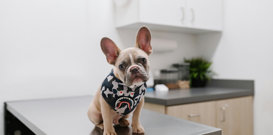 ishal köpek