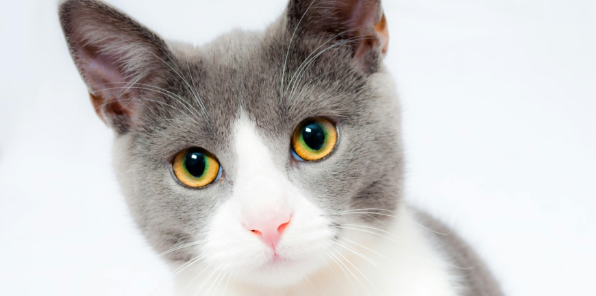 kedi