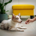 Köpek Aşı Takvimi: Yavru ve Yetişkin Köpekler İçin Eksiksiz Rehber