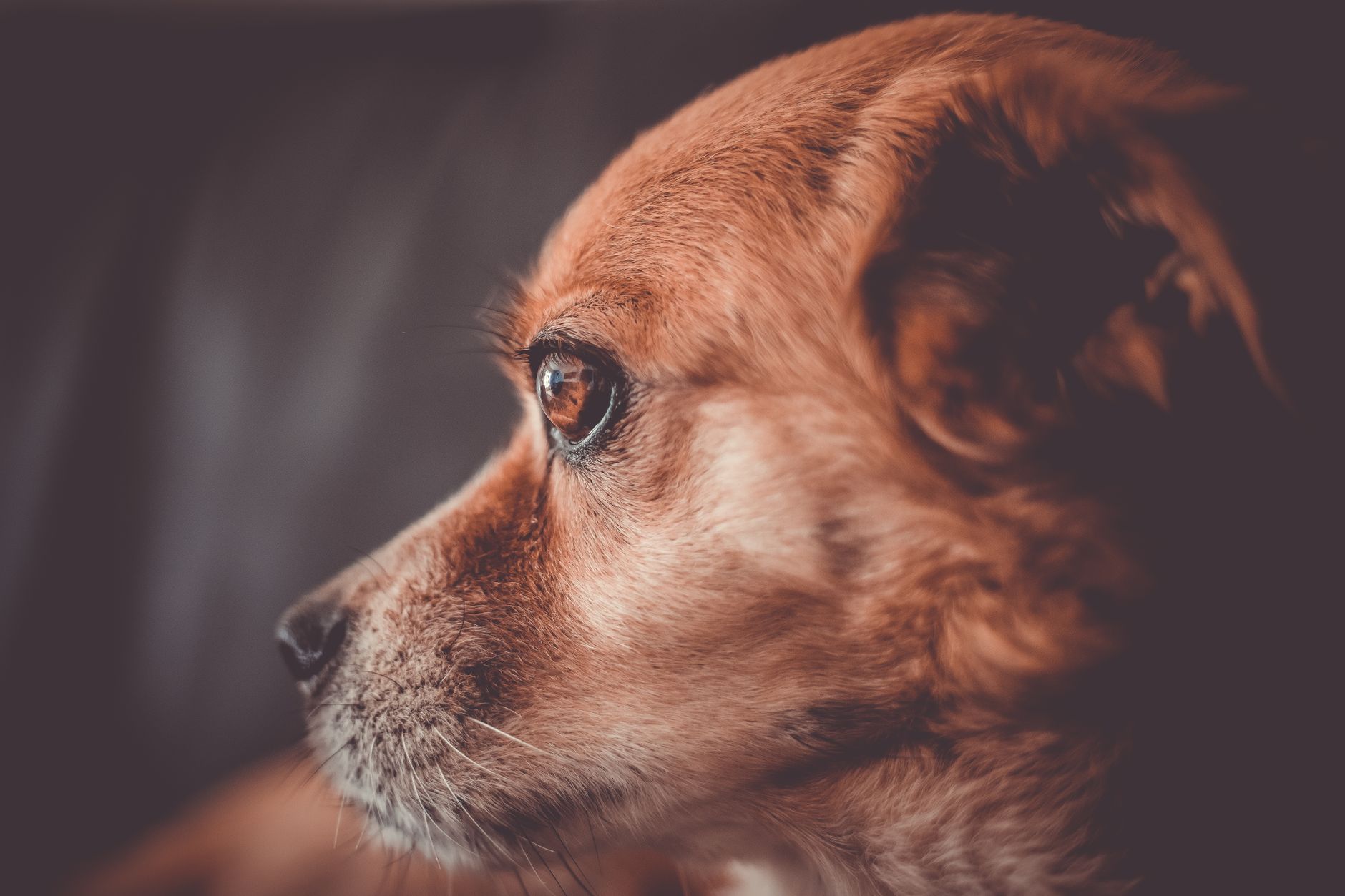 Pire ve Kene İlaçları: Hangisi Daha Etkili?