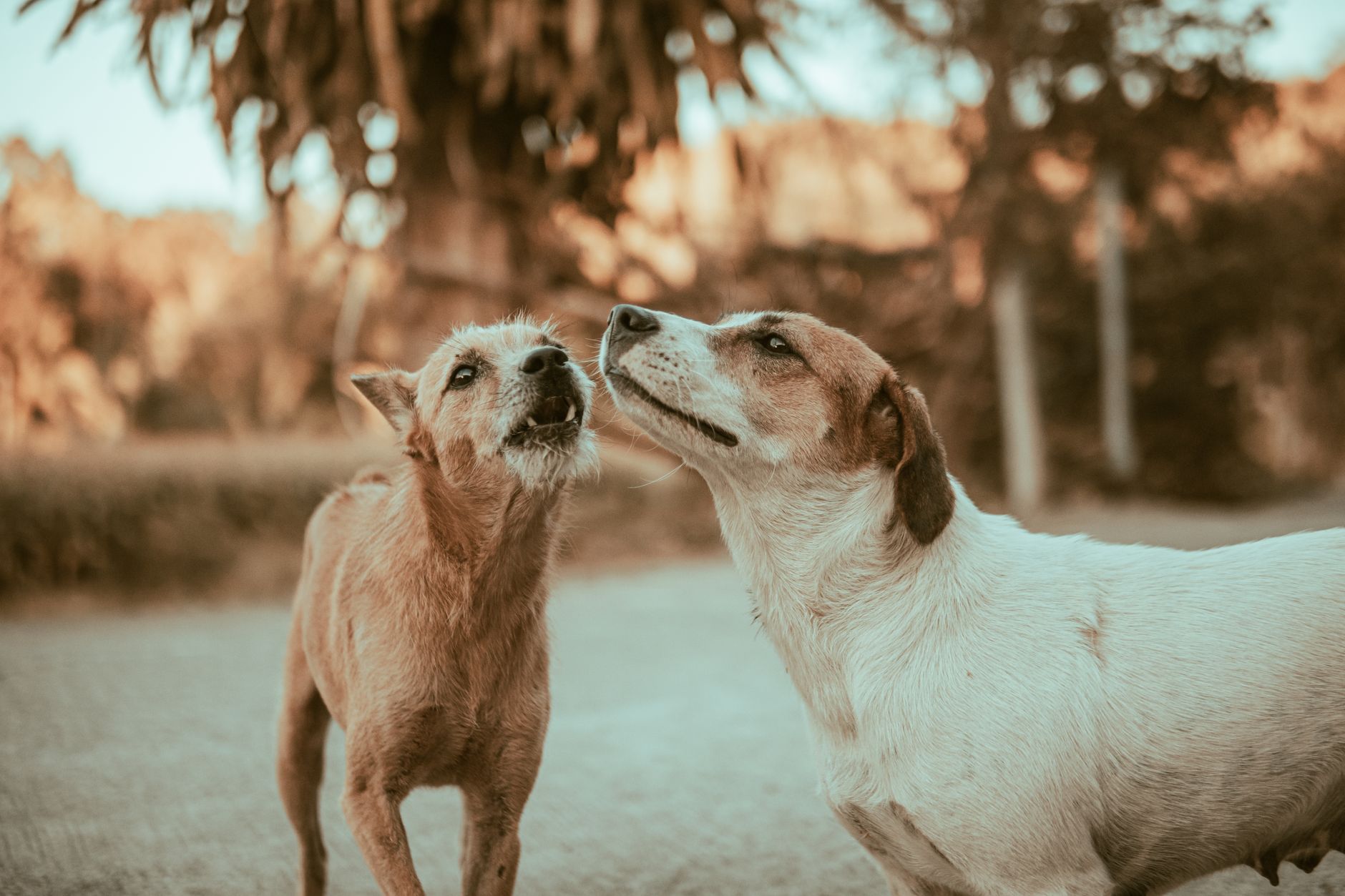 Köpeklerde Kızgınlık Dönemi Nedir?