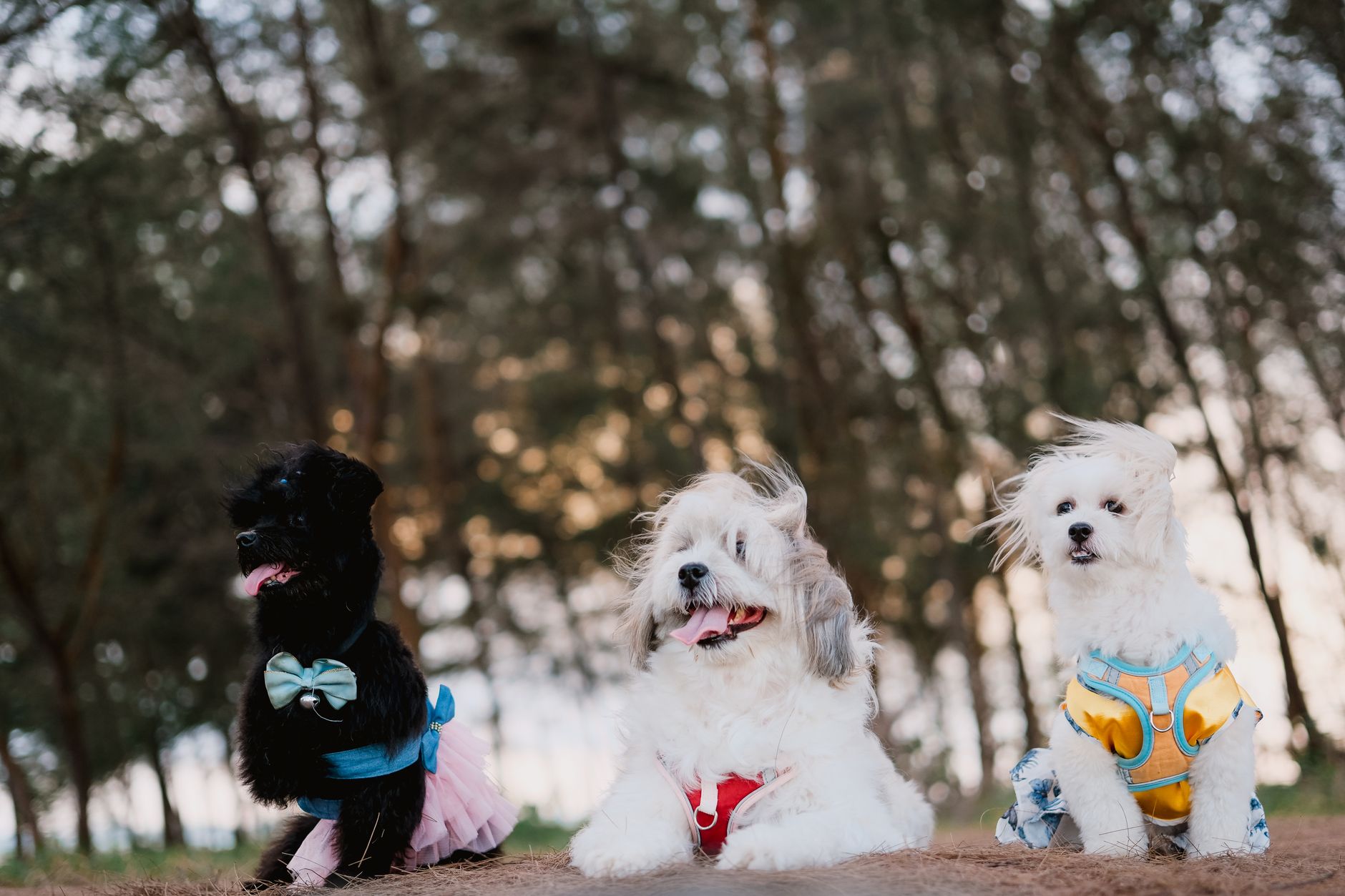 Köpeklerde Kızgınlık Dönemi Nedir?