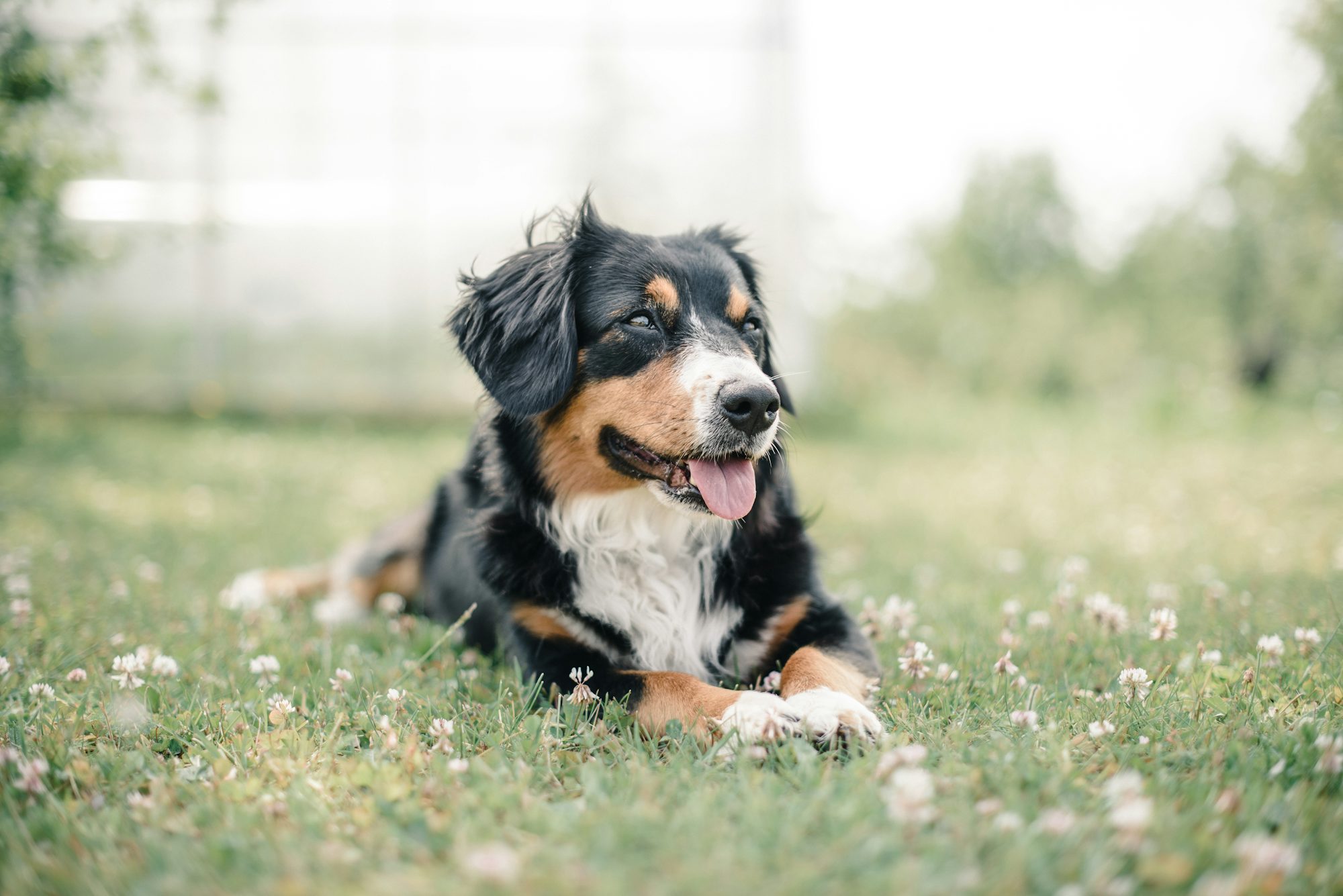 TheVetsHub Köpeklerde Kene Isırığı ve Korunma Y...