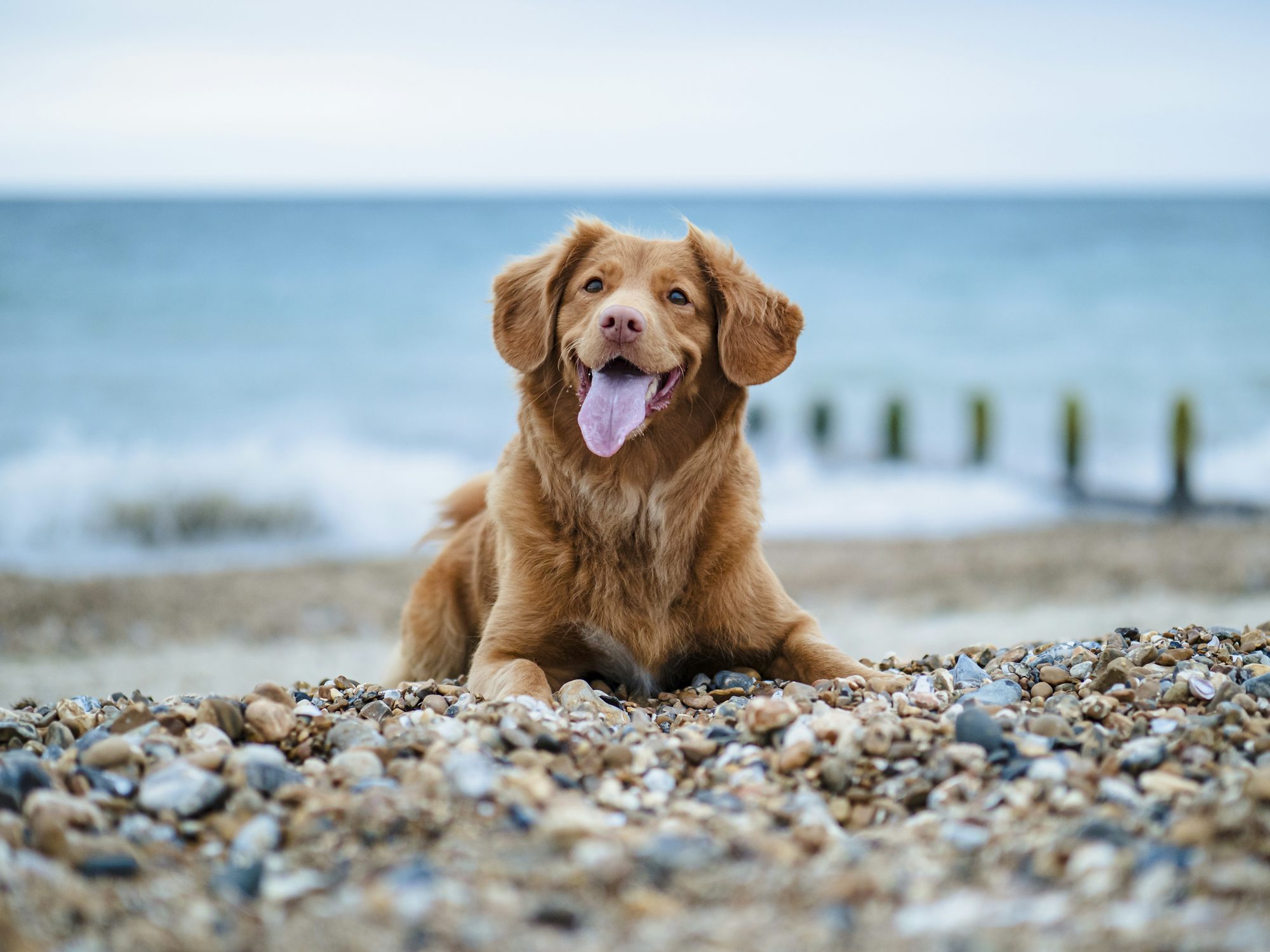 TheVetsHub Köpeklerde Kalp Hastalığı Belirtiler...