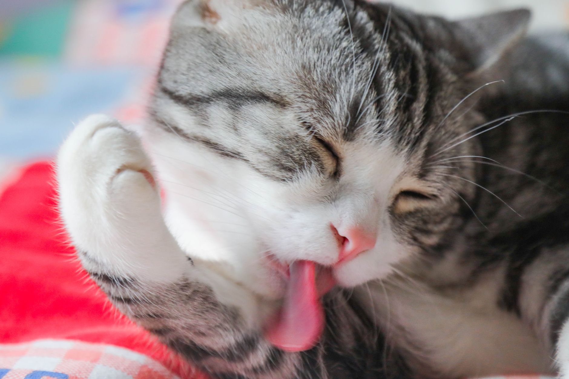 Kedi Tüy Bakımı ve Tarama Önerileri
