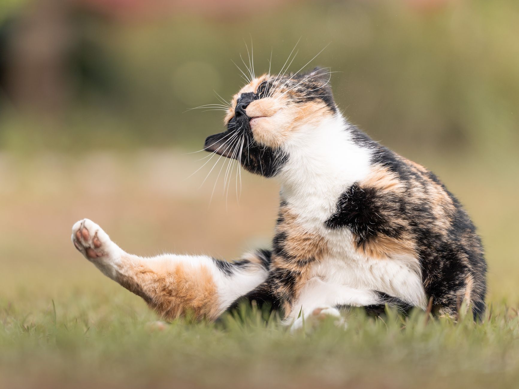 Kedi Tüy Bakımı ve Tarama Önerileri