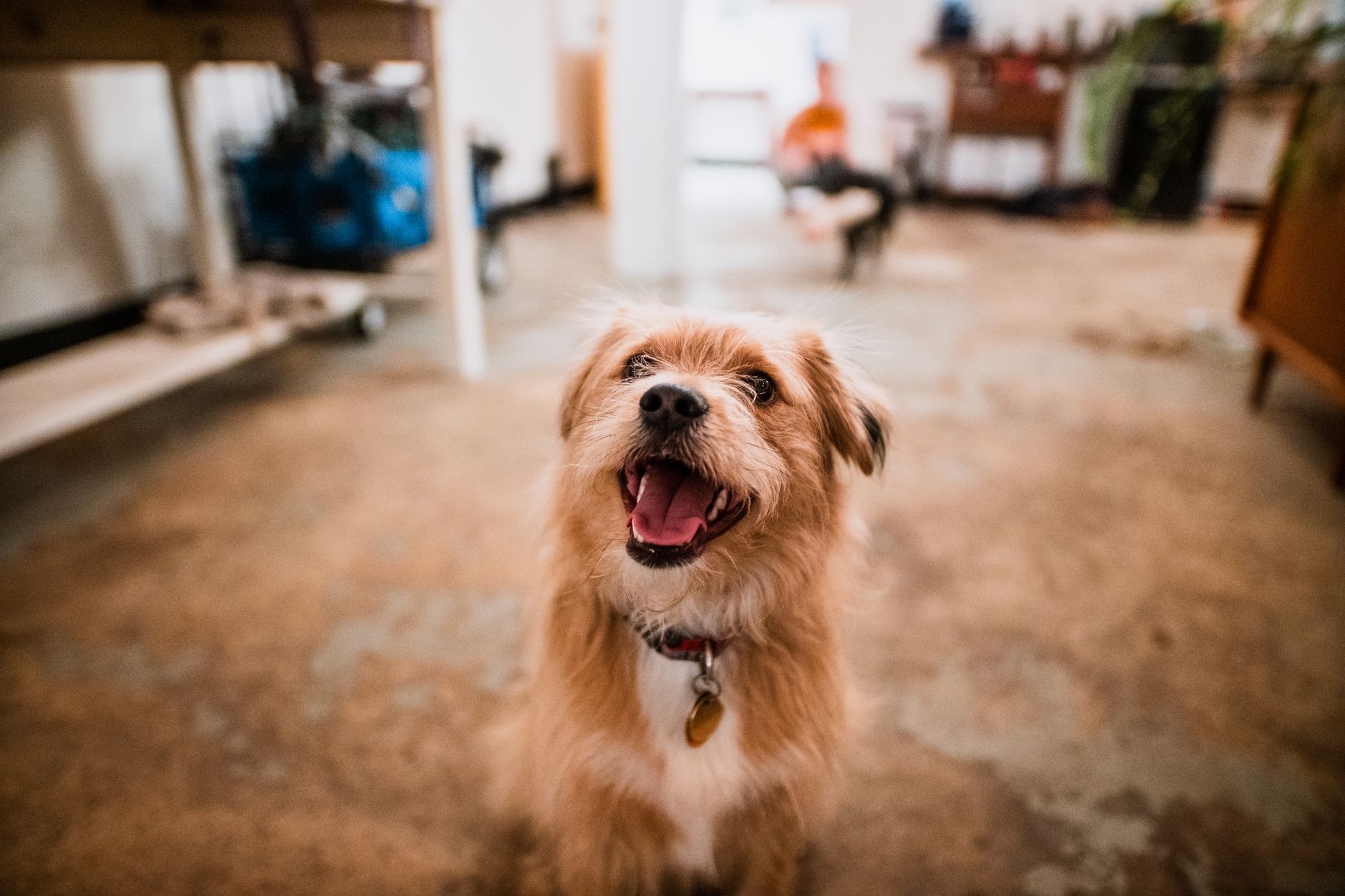 Köpeklerde Aşırı Havlama Nasıl Önlenir?