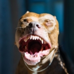 Köpeklerde Aşırı Havlama Nasıl Önlenir?