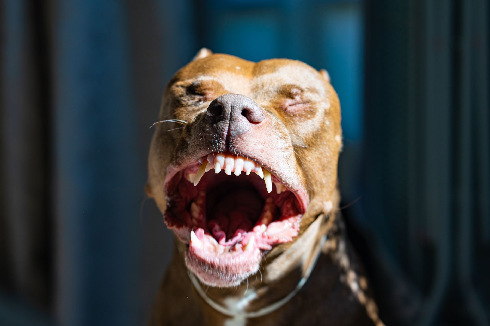 Köpeklerde Aşırı Havlama Nasıl Önlenir?