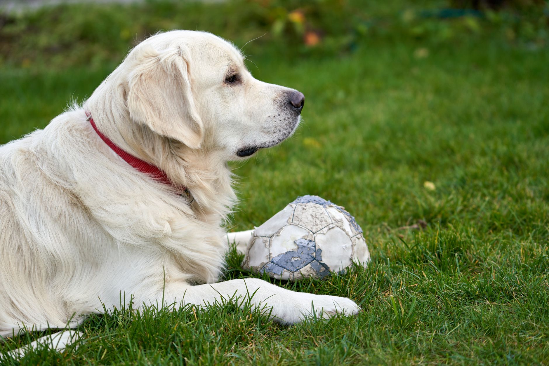 Köpeğim Bir Şey Yuttu: Ne Yapmalıyım?