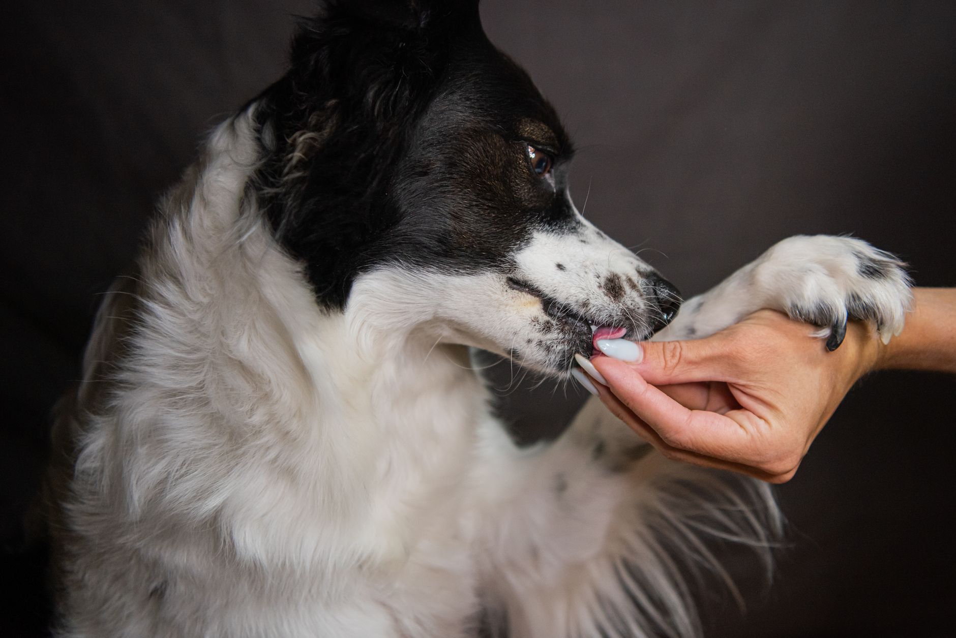 Köpeğim Bir Şey Yuttu: Ne Yapmalıyım?