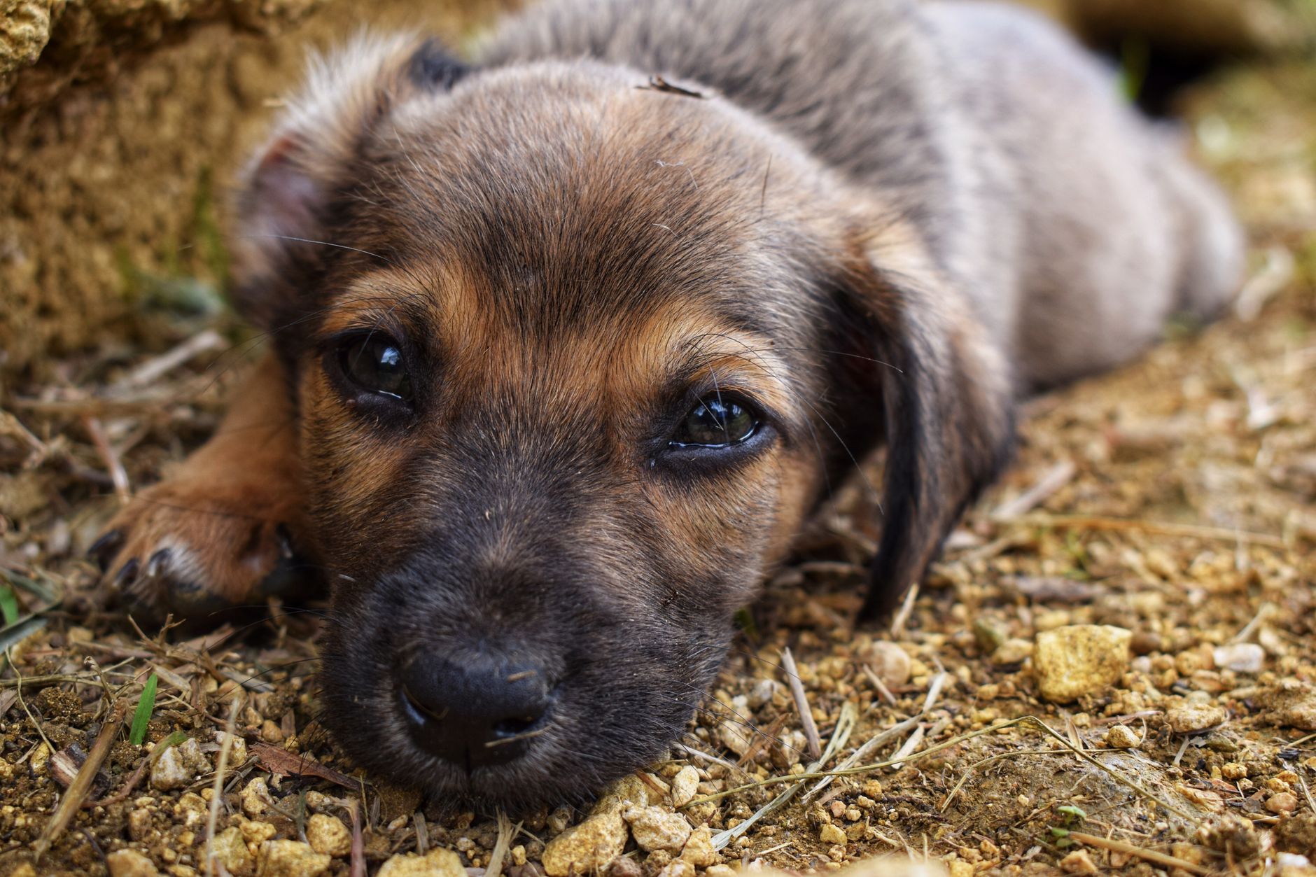 Köpek ve Kedilerde Göz Akıntısı Neden Olur?