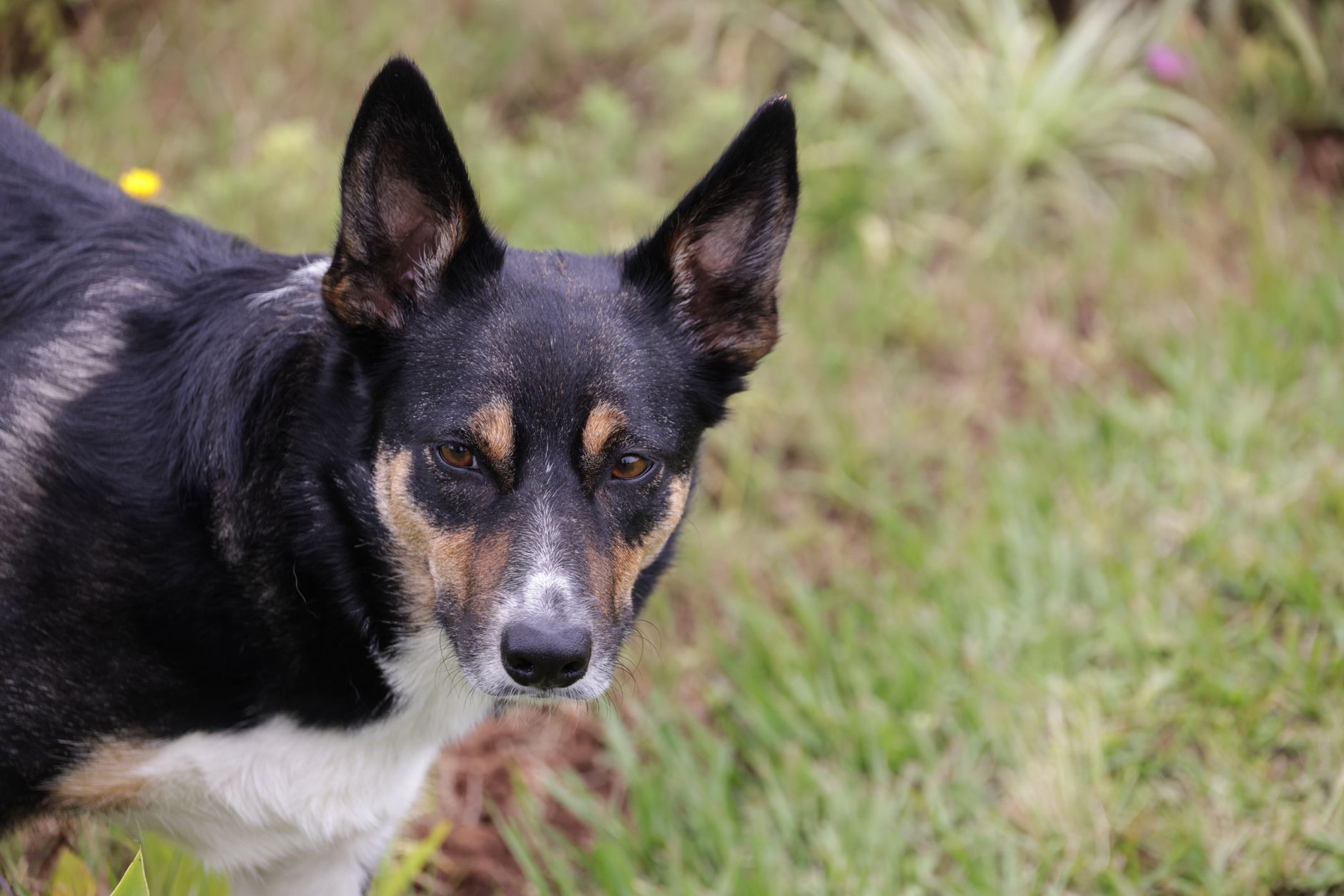 Köpek ve Kedilerde Göz Akıntısı Neden Olur?