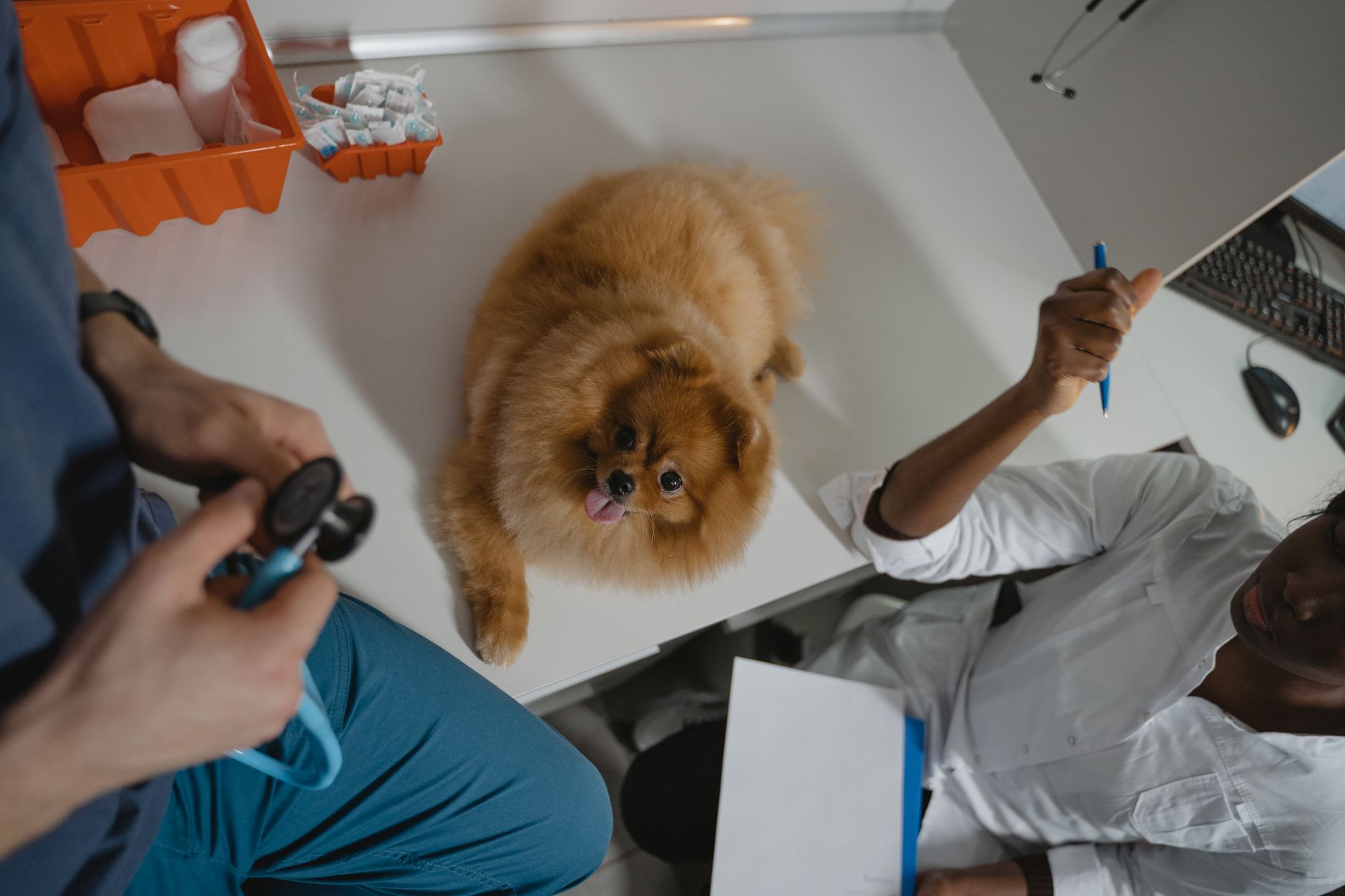 Pet Sağlığı İçin İzmir'in En İyi Veterinerleri
