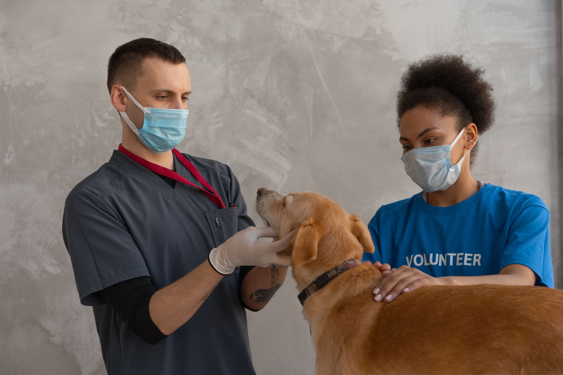 Pet Sağlığı İçin İzmir'in En İyi Veterinerleri