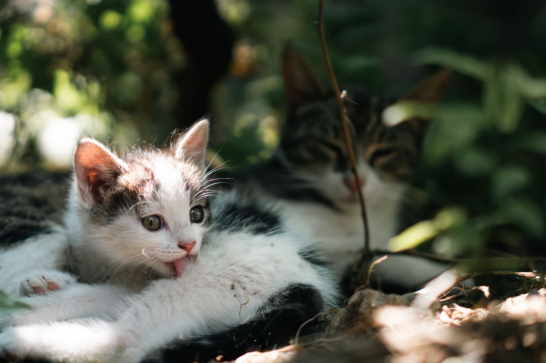 Kısırlaştırma Ameliyatına Hazırlık: Kedi Sahipl...