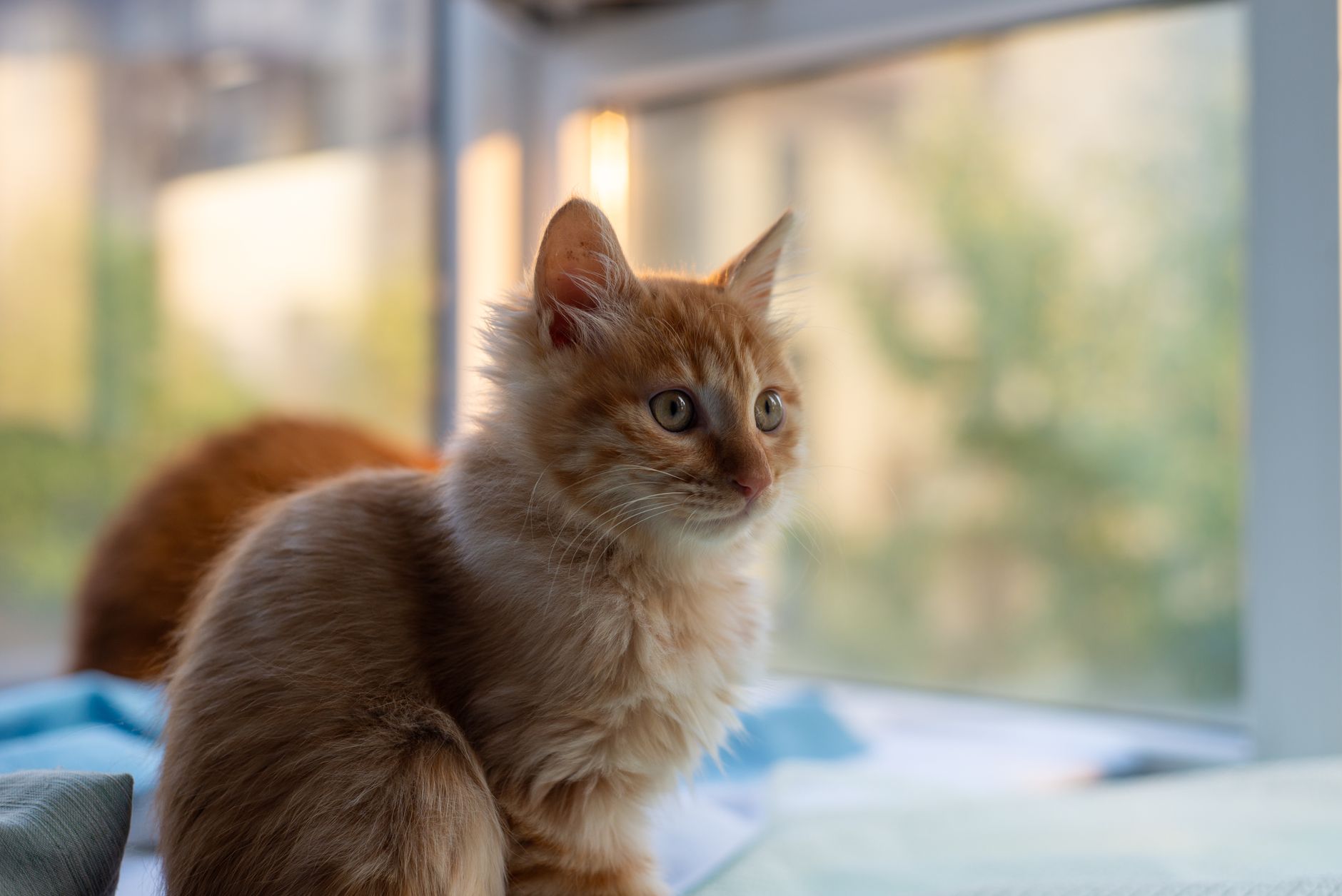 Kısırlaştırma Ameliyatına Hazırlık: Kedi Sahipl...