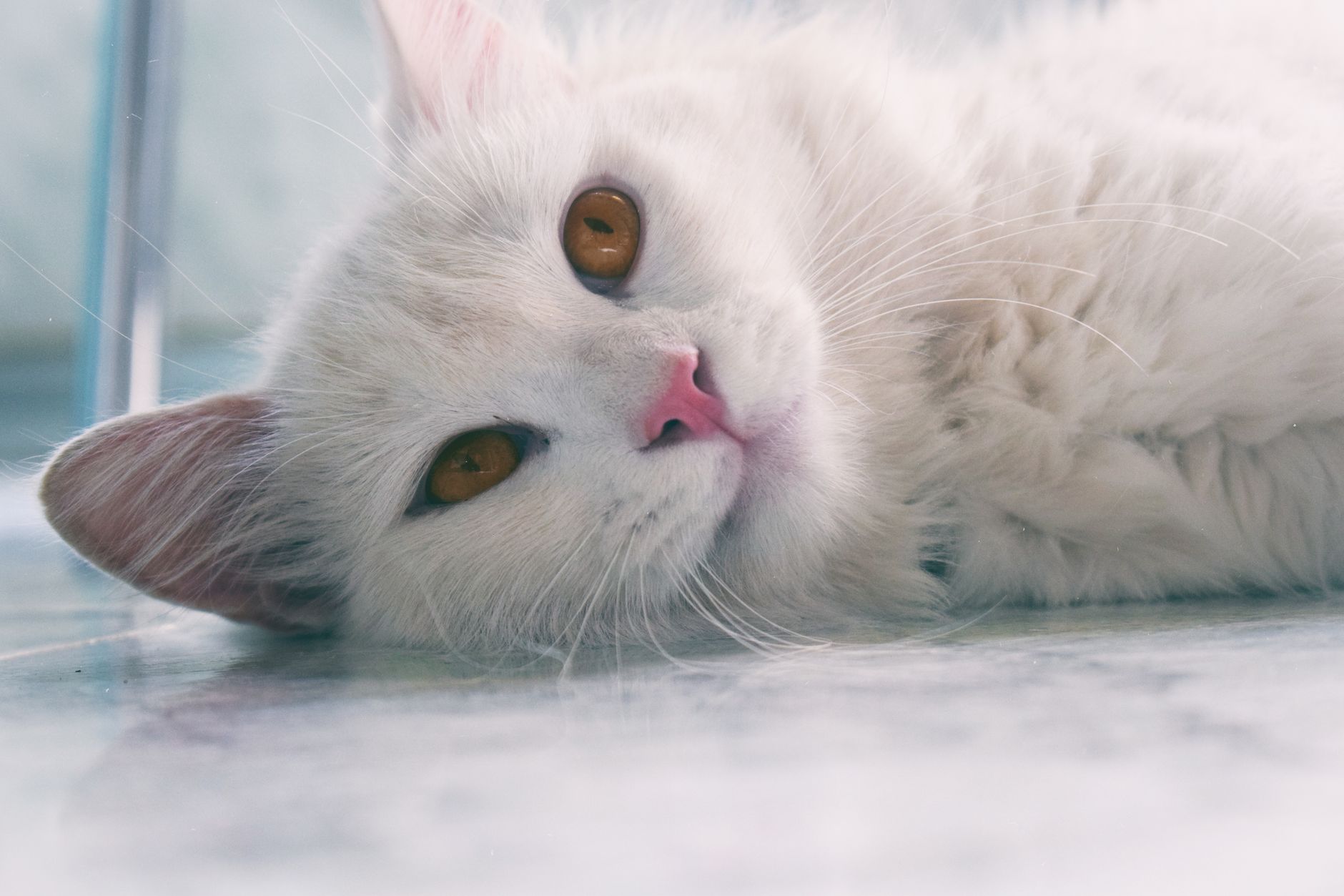 Kedi Kısırlaştırma Ameliyatından Önce Bilmeniz ...