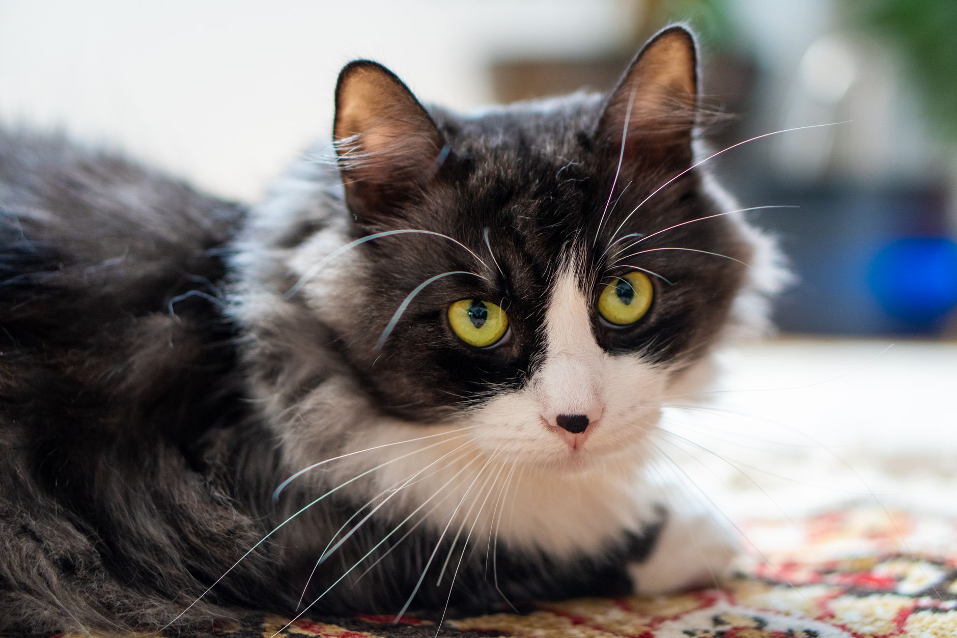 Kedi Kısırlaştırma Ameliyatı İçin Doğru Veterin...