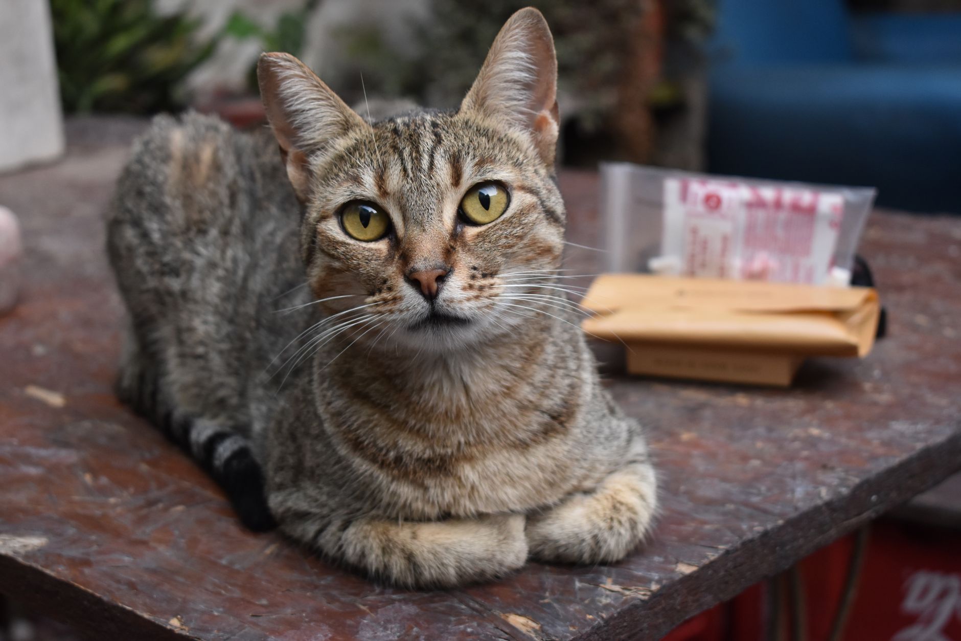 Kedi Kısırlaştırma Ameliyatından Önce Bilmeniz ...
