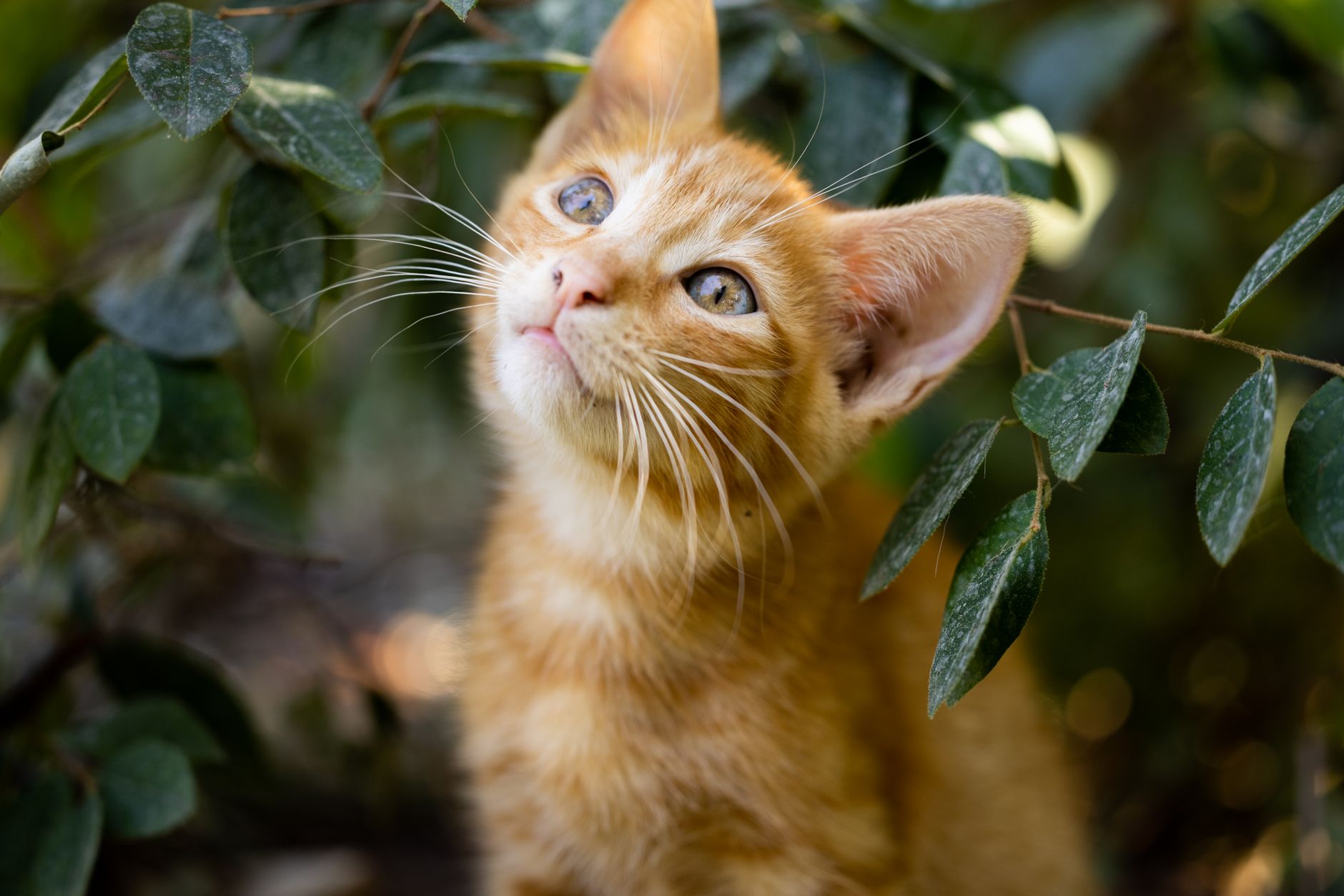 Kedi Kısırlaştırma Ameliyatı İçin Doğru Veterin...