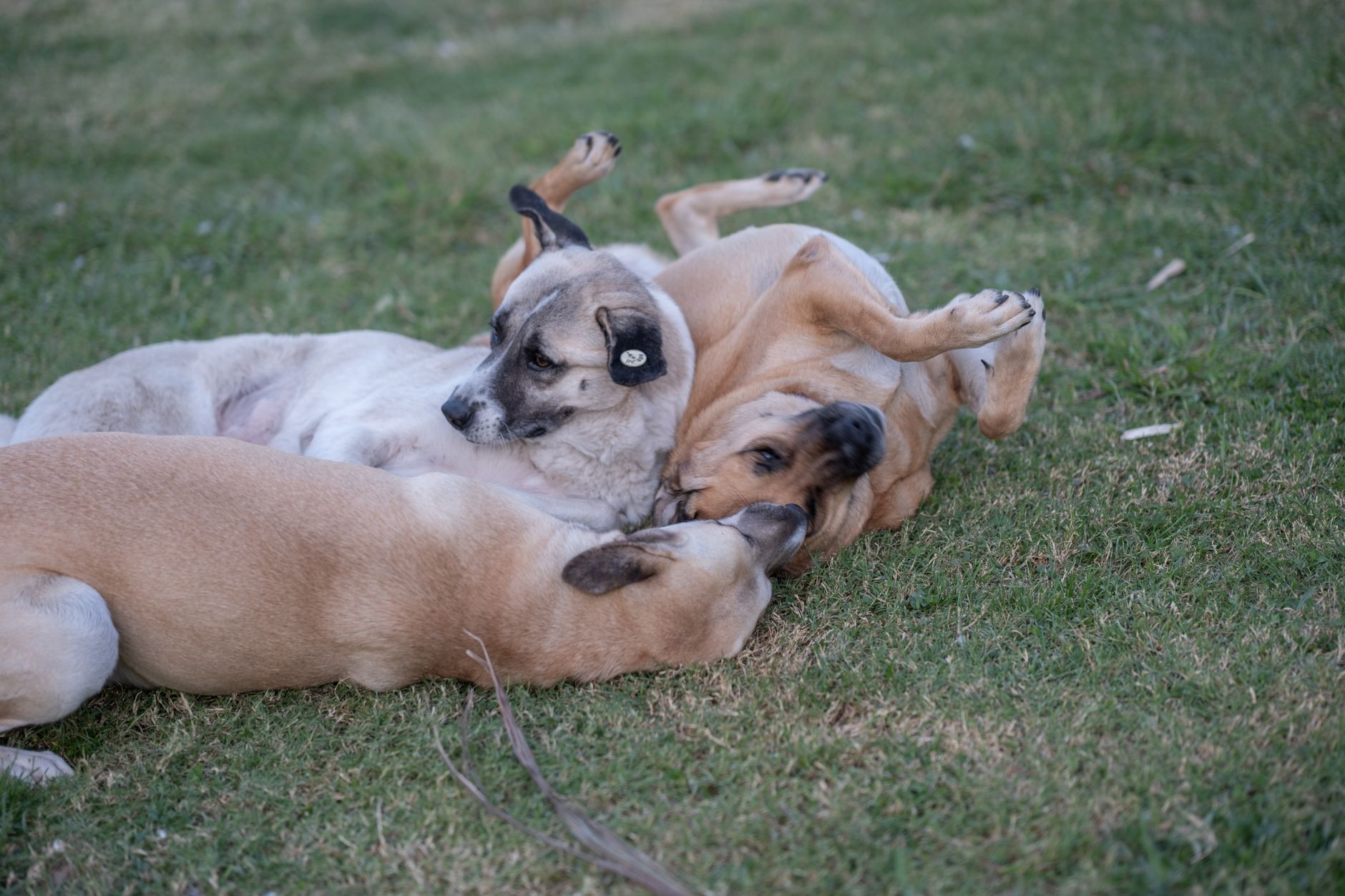 Köpeğimi Kısırlaştırmak İstiyorum: Bilmeniz Ger...