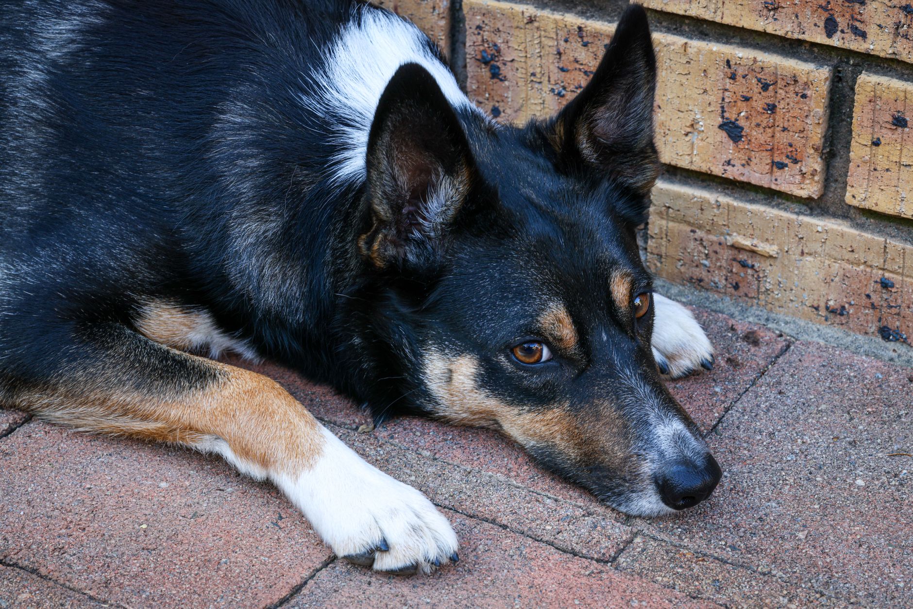 Köpek Kısırlaştırma Ameliyatı: Ne Beklemeliyim?